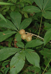 Painted buckeye nut