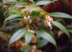 Fetterbush or Pipestem flowers