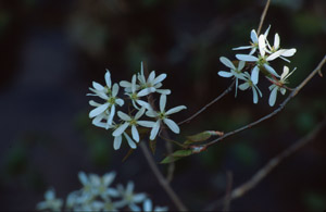 Downy serviceberry flowers