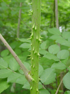 Devilâ??s Walkingstick thorny stem