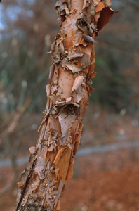 River birch bark