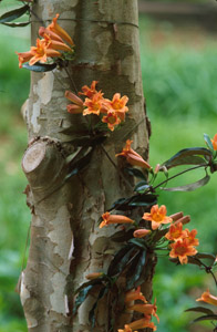 Crossvine flowers and foliage