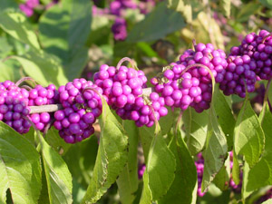 American Beautyberry berries