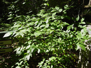 Sweetshrub in landscape