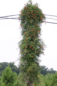 Trumpetcreeper wrapped on a lamp post