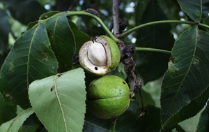 Shagbark hickory nut