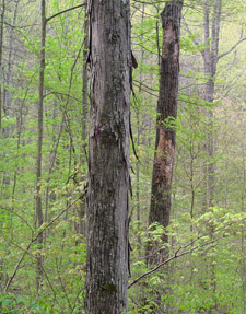 Shagbark hickory bark