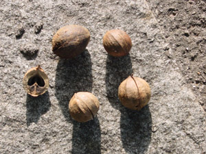 mockernut hickory nuts