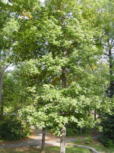 mockernut hickory tree in landscape