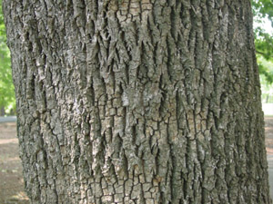 Pignut hickory bark