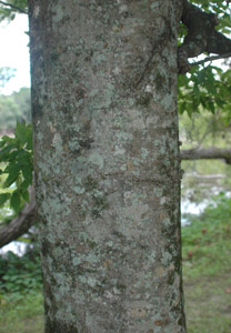 sugarberry bark