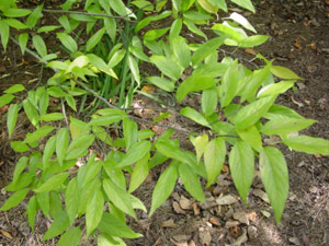 sugarberry leaves