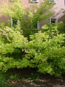 sugarberry tree in landscape
