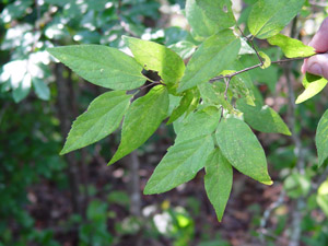 sugarberry leaves