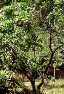 Button bush in landscape