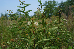 Button bush in landscape