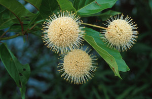 Button bush flowers