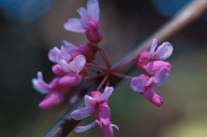 Eastern redbud flowers