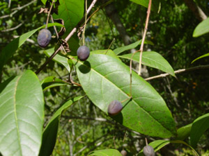 Fringetree or Grancy-Greybeard leaves and fruit