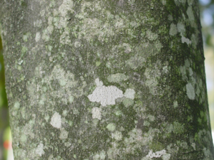 American Yellowwood bark