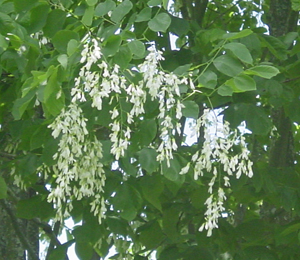 American Yellowwood flowers