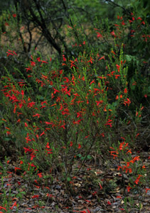 Red Basil, Scarlet Calamint in landscape