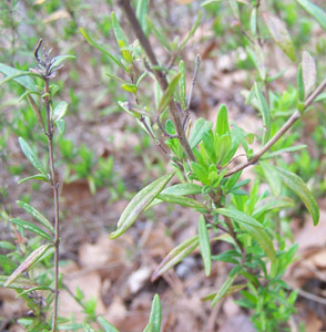 Georgia basil foliage