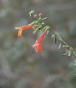 Red Basil, Scarlet Calamint flower