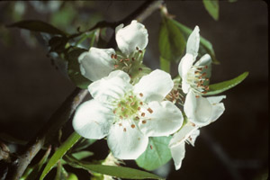 Mayhaw flowers