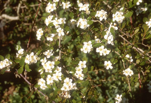Mayhaw flowers and foliage on branches