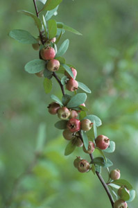 Mayhaw berries