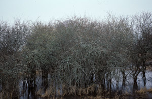 Mayhaw tree in marshy area