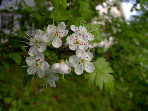 Parsley Hawthorn flowers