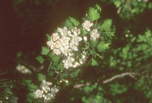 Parsley Hawthorn flowers and foliage