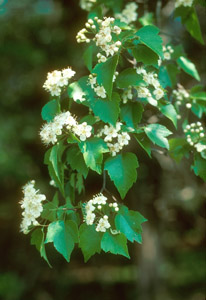 Washington Hawthorn flowers and leaves
