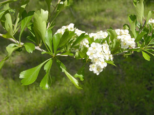 Littlehip Hawthorn leaves and flowers