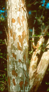 Littlehip Hawthorn bark