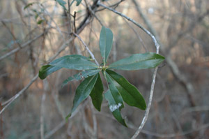 Red Titi, Swamp Cyrilla leaves