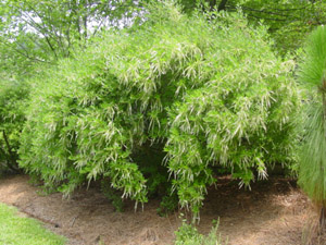Red Titi, Swamp Cyrilla in landscape