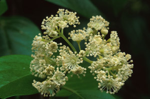Climbing Hydrangea flowers