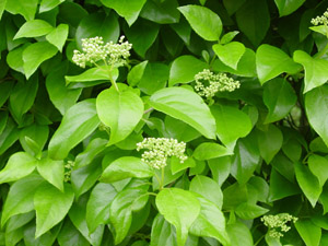 Climbing Hydrangea flowers and foliage