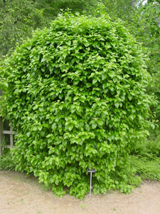 Climbing Hydrangea in the landscape