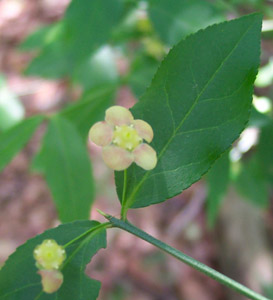 Strawberry-bush flower