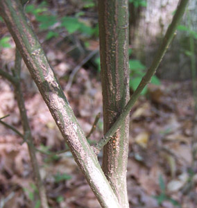 Strawberry-bush bark