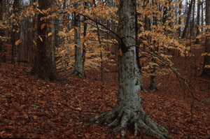 American beech, fall color