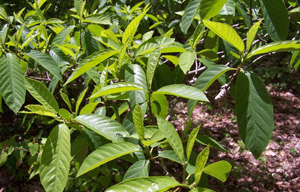 Carolina buckthorn leaves
