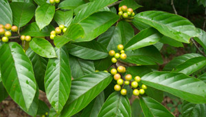Carolina buckthorn leaves and unripened berries