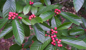 Carolina buckthorn red berries
