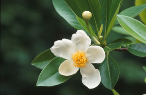 Loblolly Bay flower and leaves