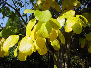 Two-winged Silverbell leaves in fall
